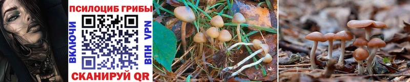магазин продажи   Шумерля  Галлюциногенные грибы GOLDEN TEACHER 